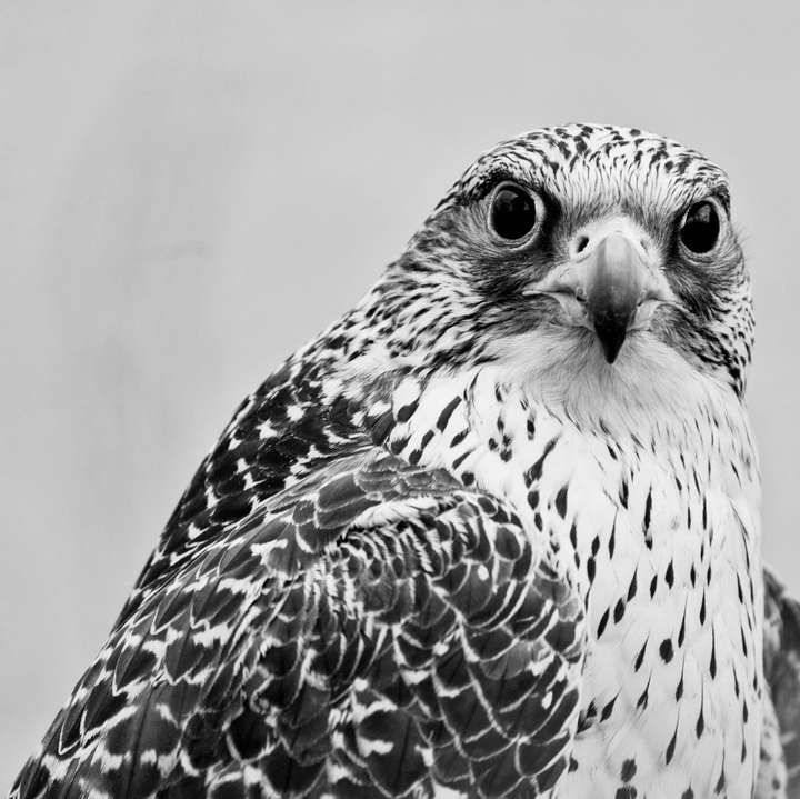 Falco Rusticolus