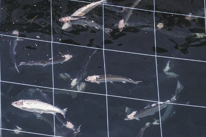 Arctic Fish segir að faraldur laxalúsar hafi leitt til slysasleppingar hjá fyrirtækinu